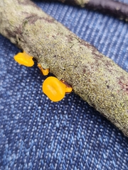 Dacrymyces minor