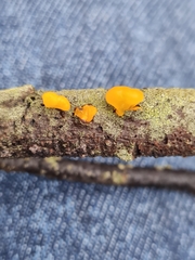 Dacrymyces minor
