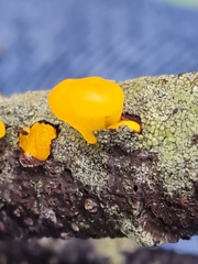 Dacrymyces minor