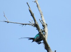 Nectarinia famosa
