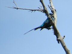 Nectarinia famosa