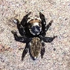 Maratus