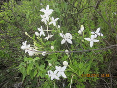 Bouvardia longiflora