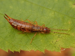 Apterygida albipennis