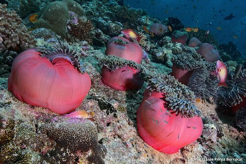 Magnificent Sea Anemone, photo 6 of 10