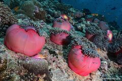 Heteractis magnifica