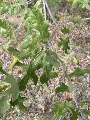 Quercus margaretiae