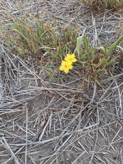 Talinum polygaloides