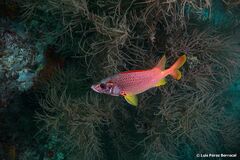 Sargocentron spiniferum