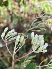 Arnoglossum