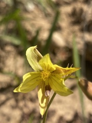 Cyanella lutea