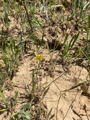 Cyanella lutea