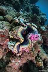 Tridacna squamosa