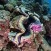 Fluted Giant Clam - Photo (c) Luis Pérez Berrocal, some rights reserved (CC BY-NC), uploaded by Luis Pérez Berrocal