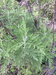 Artemisia afra