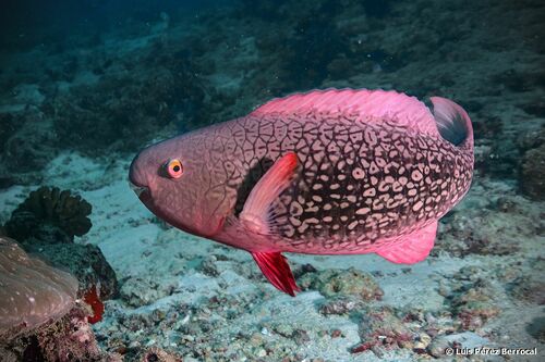 Redlip Parrotfish