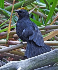 Agelasticus cyanopus