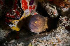 Gymnothorax flavimarginatus