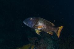 Lethrinus erythracanthus