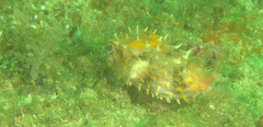 Cyclichthys orbicularis