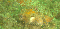 Cyclichthys orbicularis