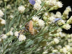 Chauliognathus discus