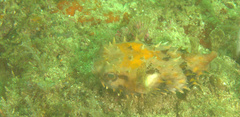 Cyclichthys orbicularis