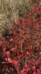 Berberis thunbergii