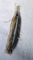 Crambus sperryellus
