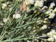 Chauliognathus discus