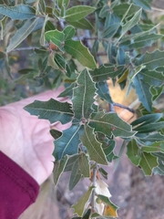 Quercus emoryi