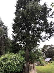 Widdringtonia nodiflora