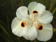 Dietes