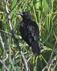 Agelasticus cyanopus