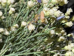 Chauliognathus discus