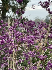 Callicarpa
