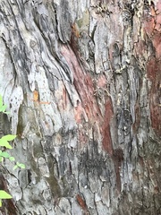 Widdringtonia nodiflora