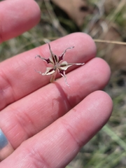 Gladiolus permeabilis