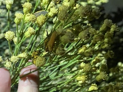 Chauliognathus discus