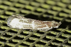 Moodna ostrinella