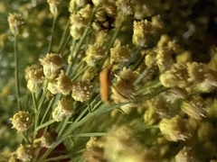 Chauliognathus discus