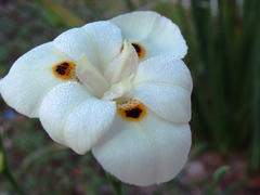 Dietes