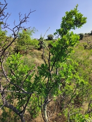 Diospyros lycioides