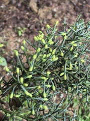 Widdringtonia nodiflora