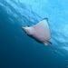 Whitespotted Eagle Ray - Photo (c) Luis Pérez Berrocal, some rights reserved (CC BY-NC), uploaded by Luis Pérez Berrocal