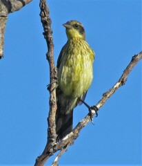 Agelasticus cyanopus