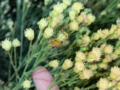 Chauliognathus discus