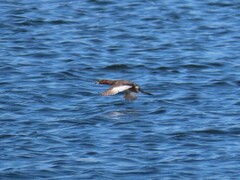 Tachybaptus ruficollis capensis