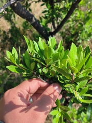 Diospyros lycioides