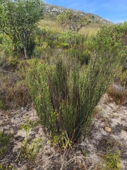 Restionaceae